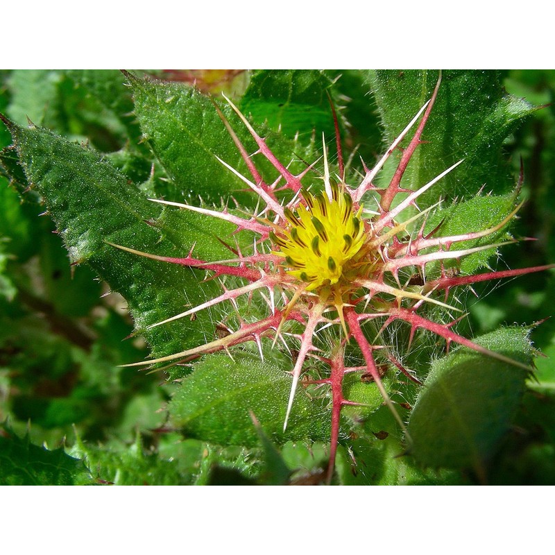 centaurea benedicta (l.) l.