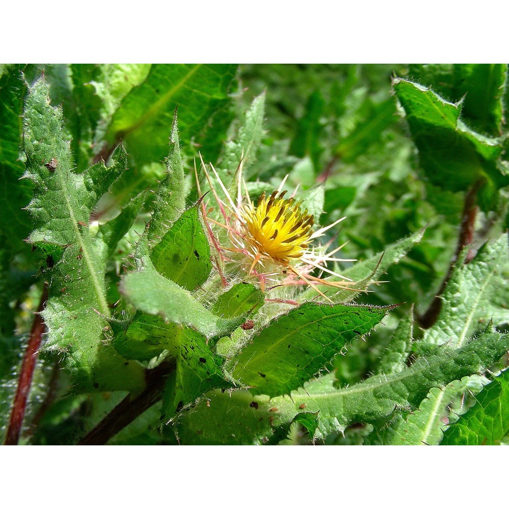 centaurea benedicta (l.) l.