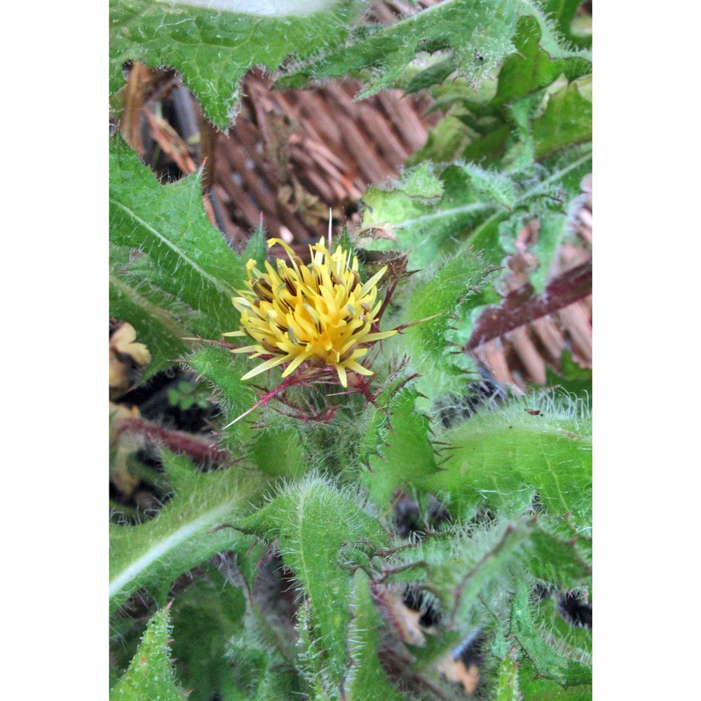 centaurea benedicta (l.) l.