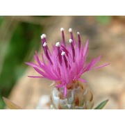 centaurea brulla greuter