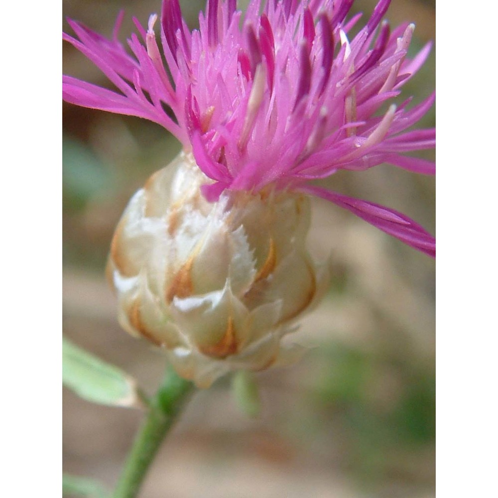 centaurea brulla greuter