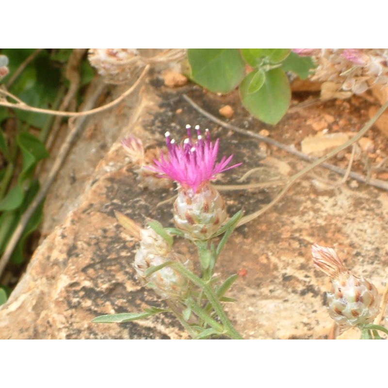 centaurea brulla greuter