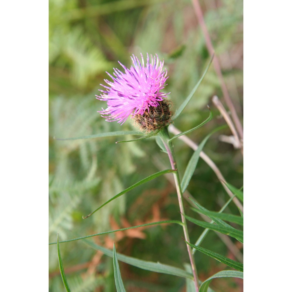 centaurea bugellensis (soldano) soldano