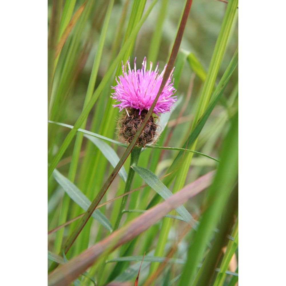 centaurea bugellensis (soldano) soldano