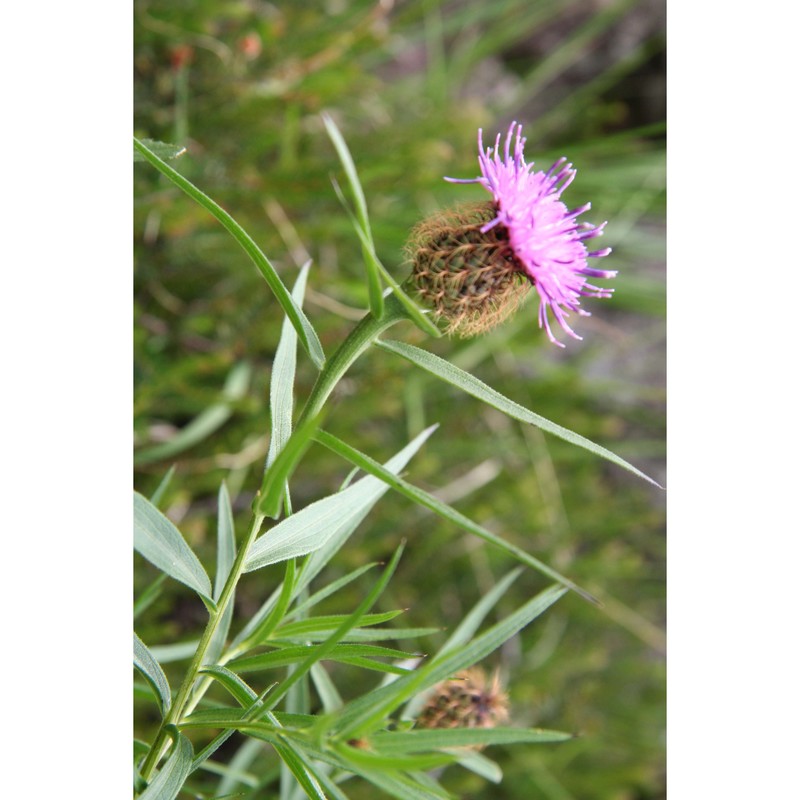 centaurea bugellensis (soldano) soldano