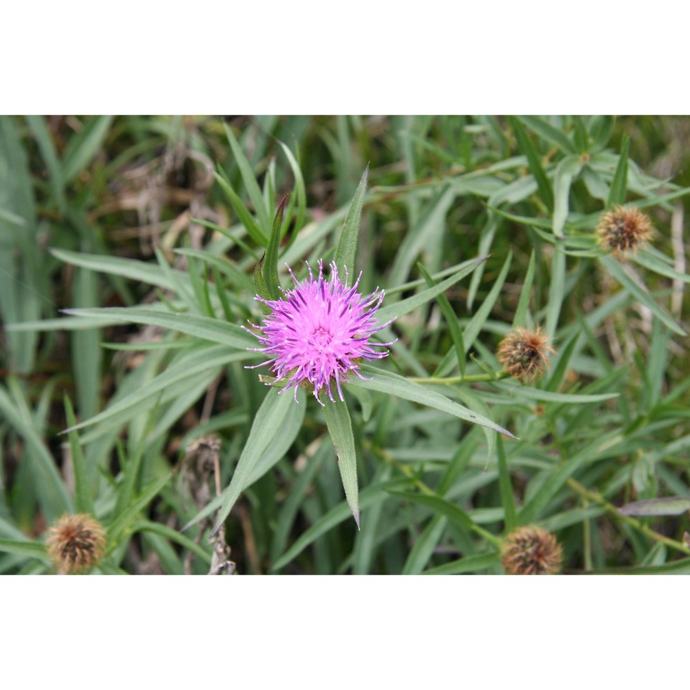 centaurea bugellensis (soldano) soldano