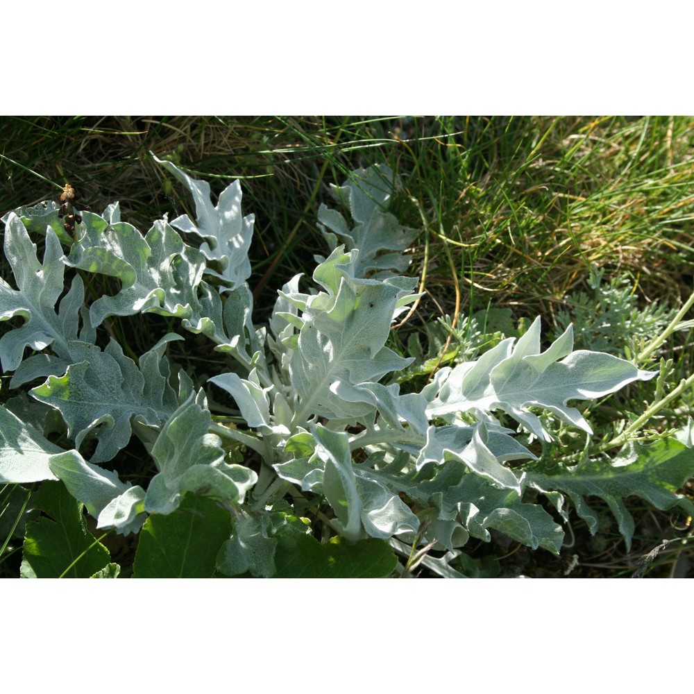 centaurea busambarensis guss.