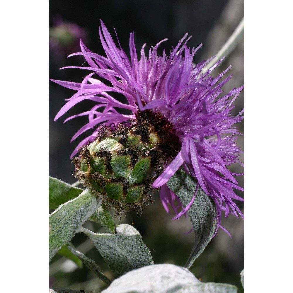 centaurea busambarensis guss.