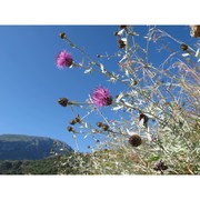 centaurea busambarensis guss.