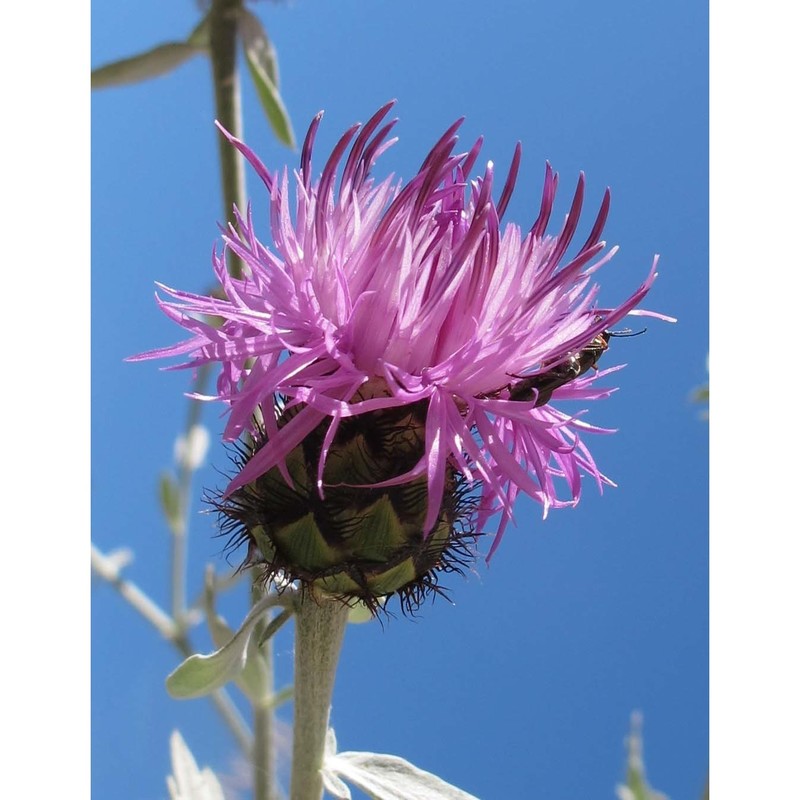 centaurea busambarensis guss.