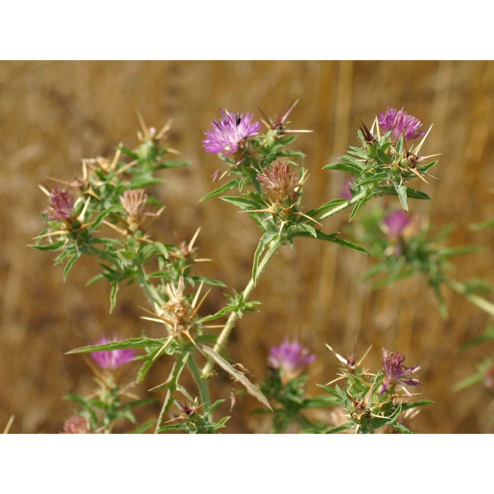 centaurea calcitrapa l.