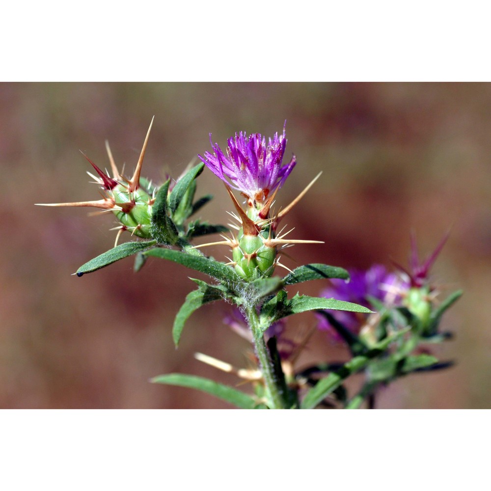 centaurea calcitrapa l.