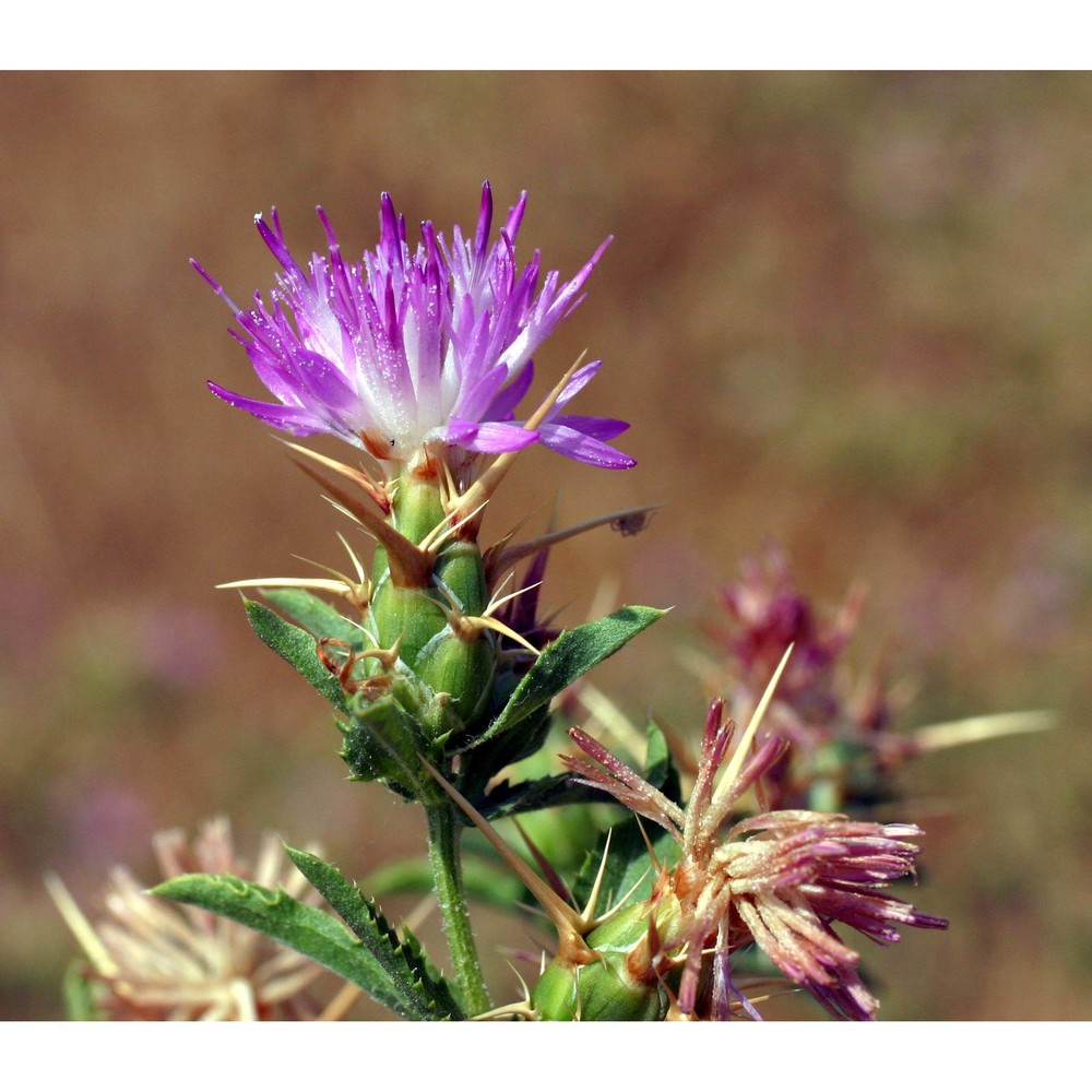 centaurea calcitrapa l.