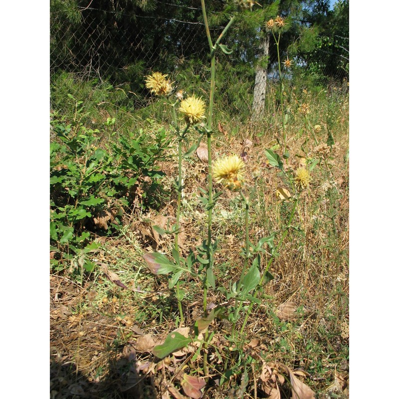 centaurea centauroides l.