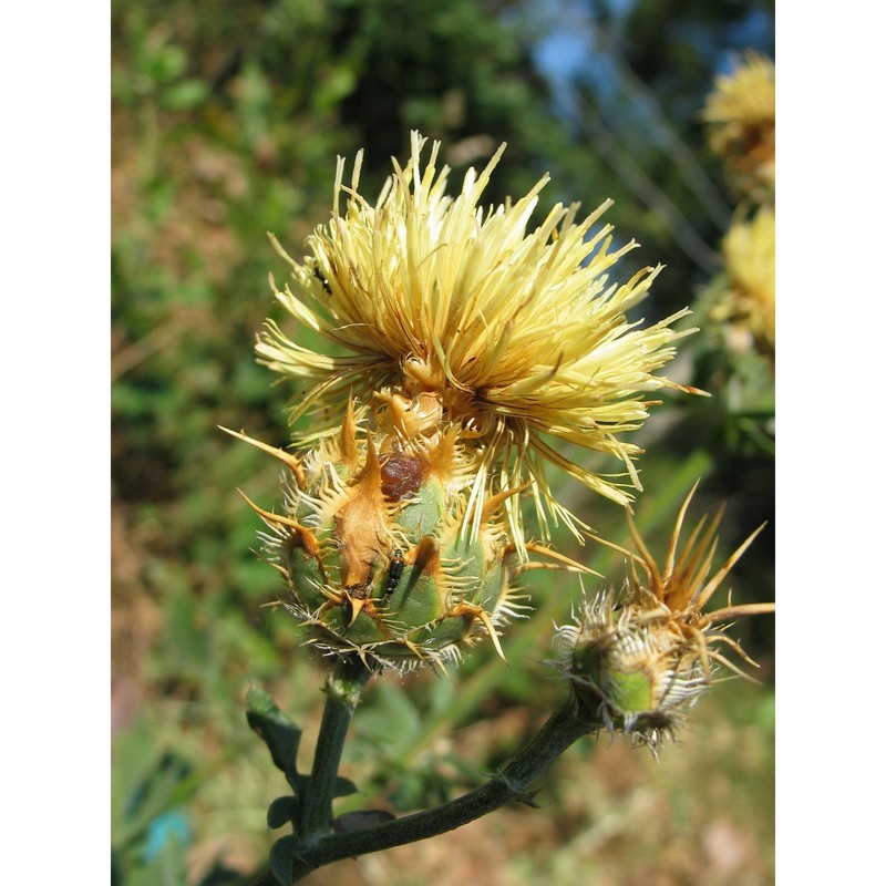 centaurea centauroides l.