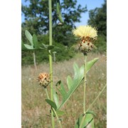 centaurea centauroides l.