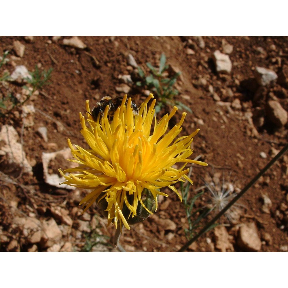 centaurea ceratophylla ten. subsp. ceratophylla