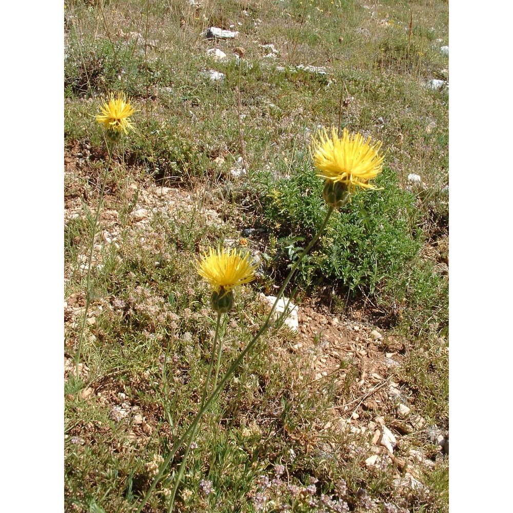 centaurea ceratophylla ten. subsp. ceratophylla