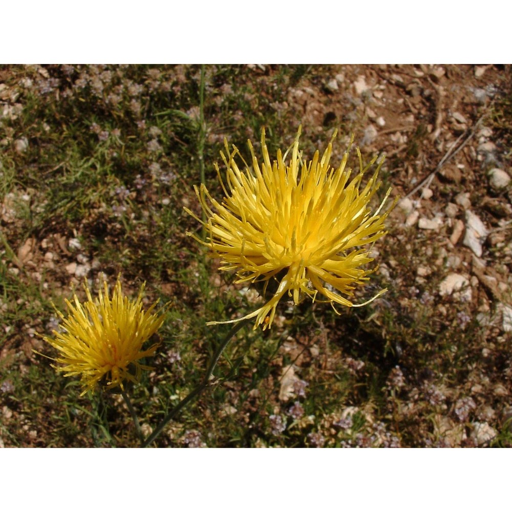 centaurea ceratophylla ten. subsp. ceratophylla