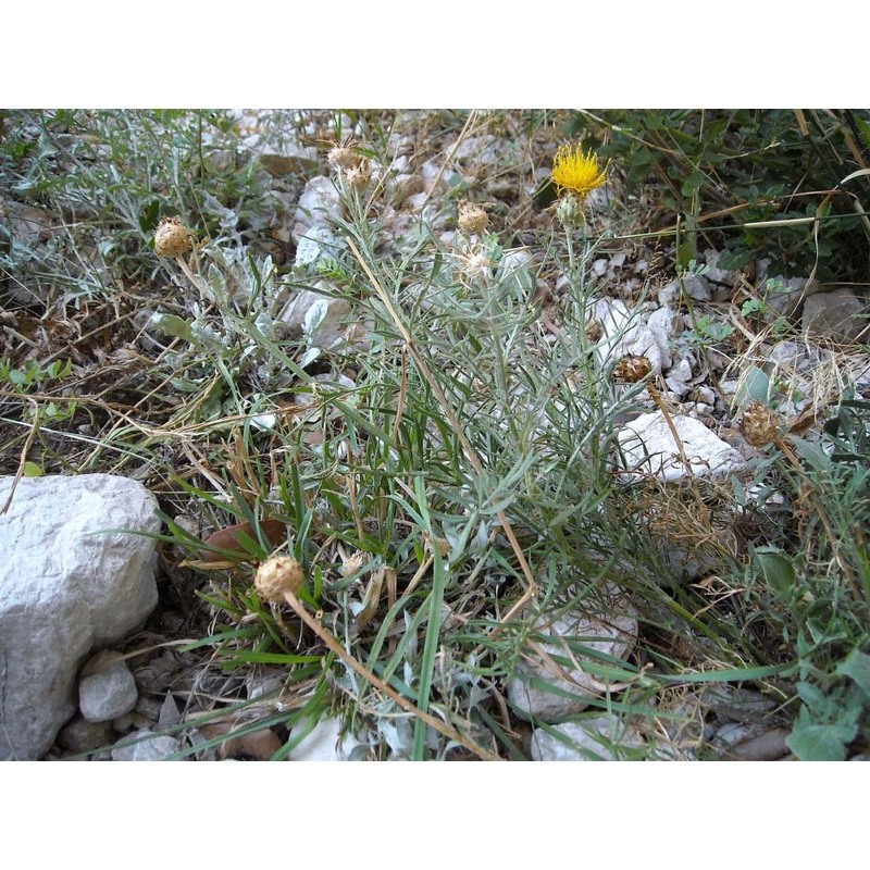 centaurea ceratophylla ten. subsp. ceratophylla