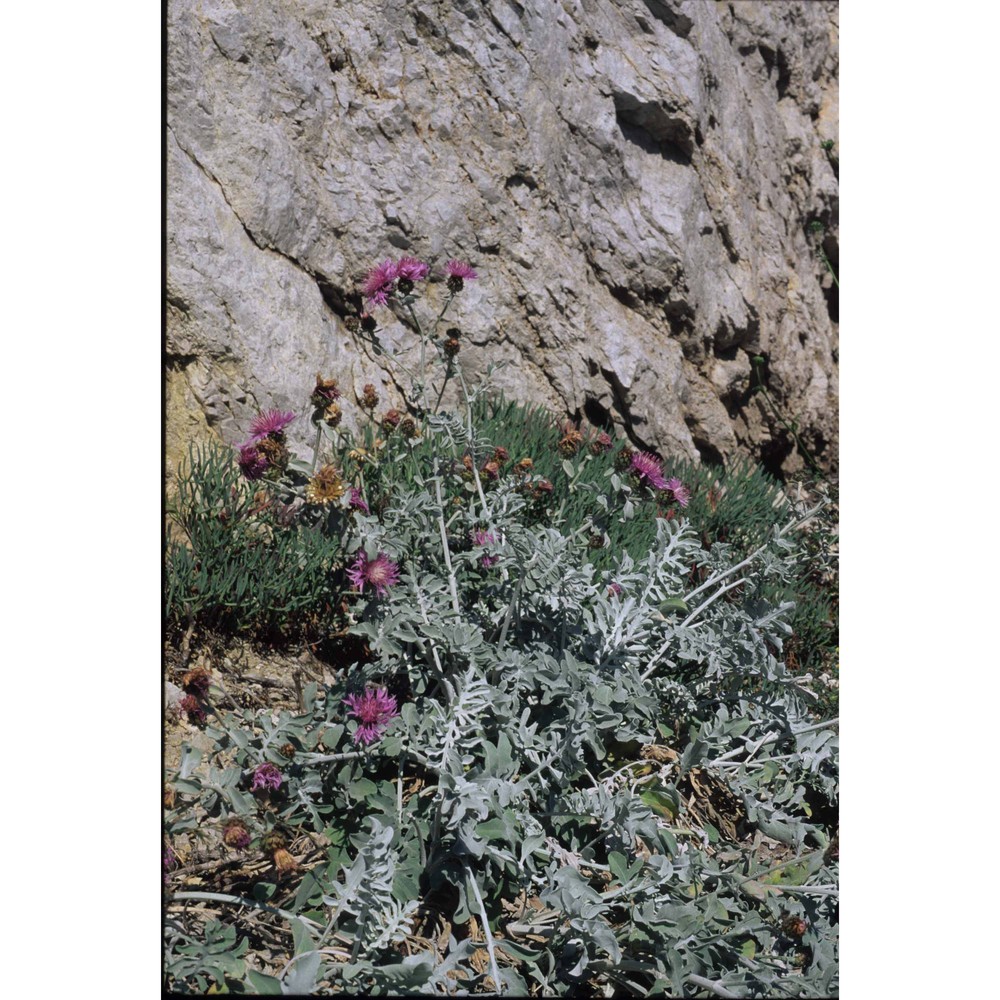 centaurea cineraria l.