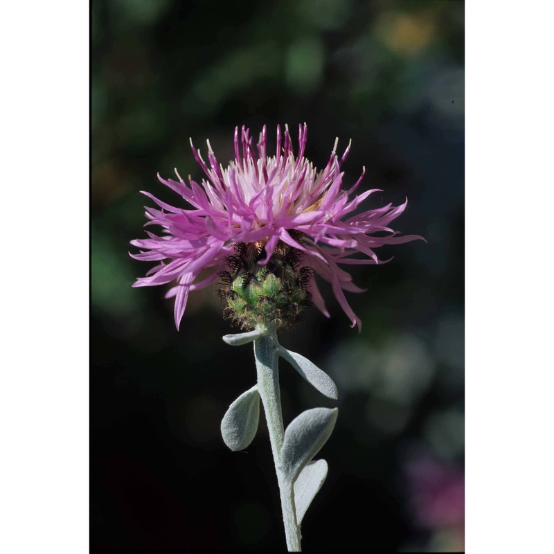 centaurea cineraria l.