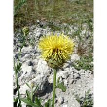 centaurea collina l. subsp. collina