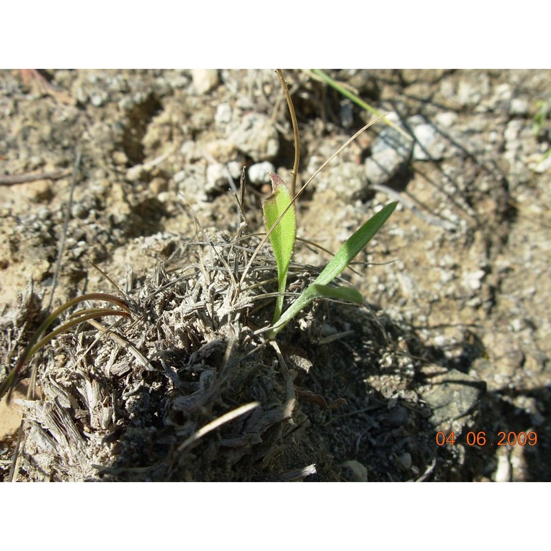 centaurea corensis vals. et filigh.