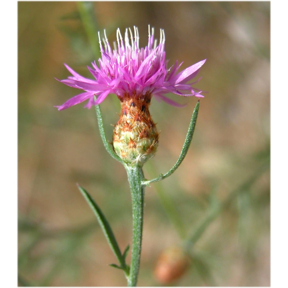 centaurea cristata bartl.