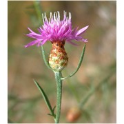 centaurea cristata bartl.