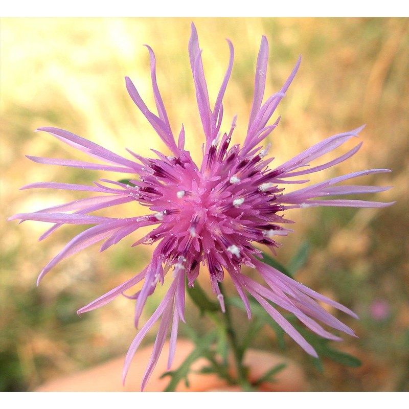 centaurea cristata bartl.