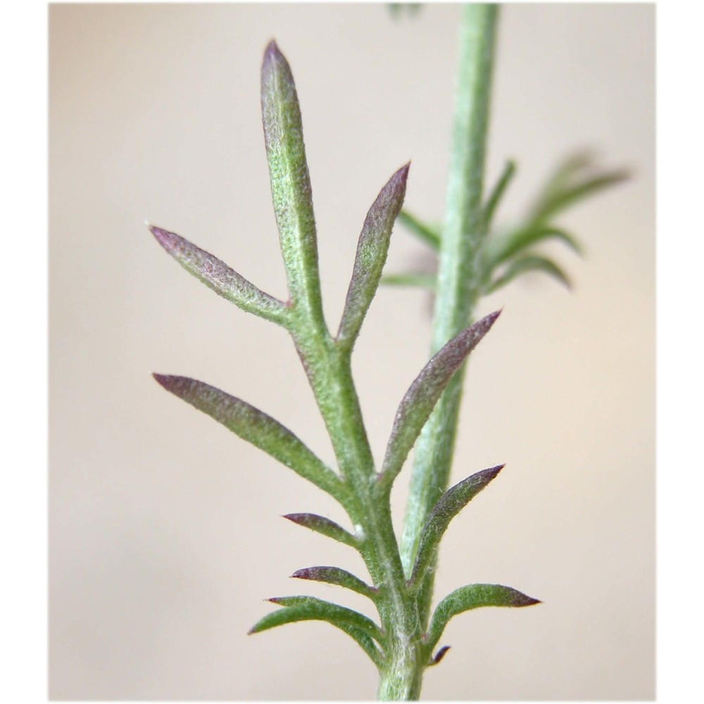 centaurea cristata bartl.