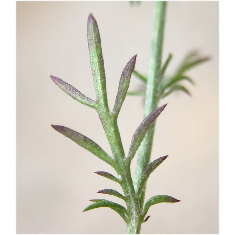 centaurea cristata bartl.