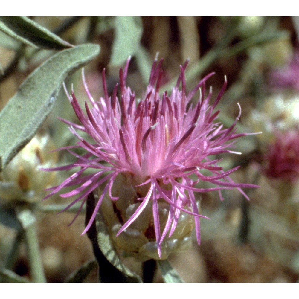 centaurea deusta ten.