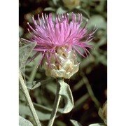 centaurea deusta ten.