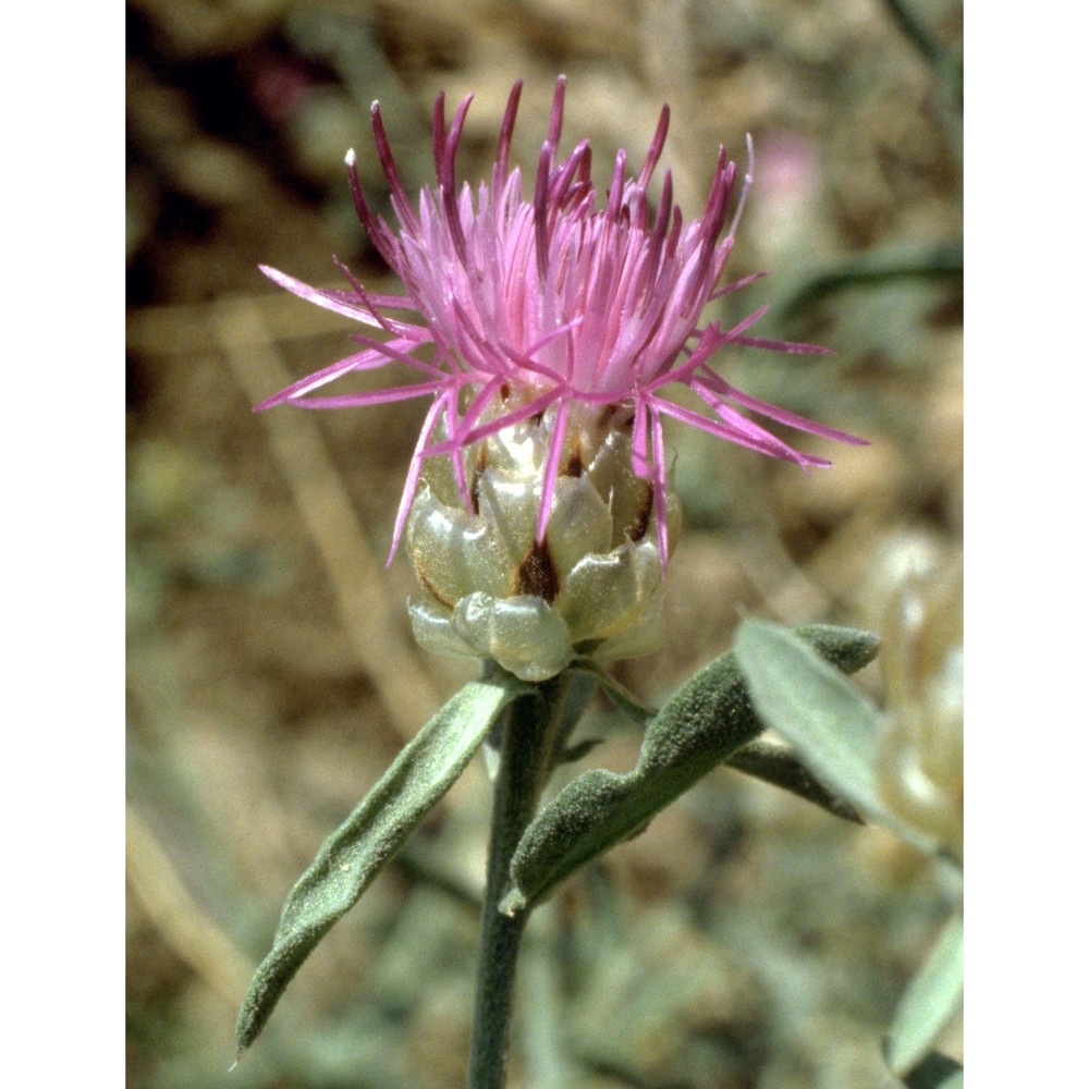 centaurea deusta ten.