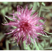 centaurea deusta ten.