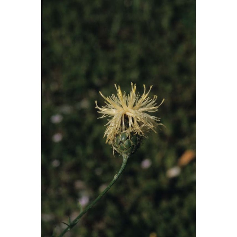 centaurea dichroantha a. kern.