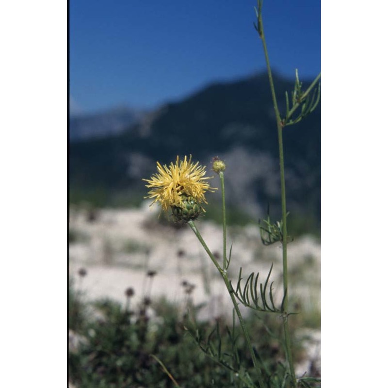 centaurea dichroantha a. kern.