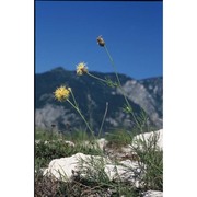 centaurea dichroantha a. kern.