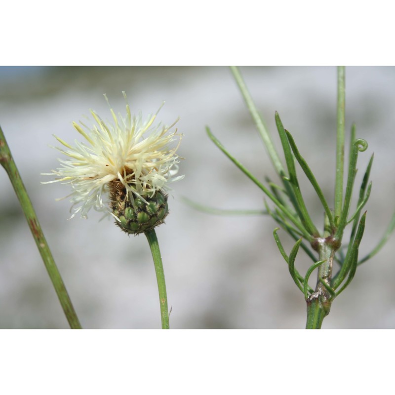 centaurea dichroantha a. kern.