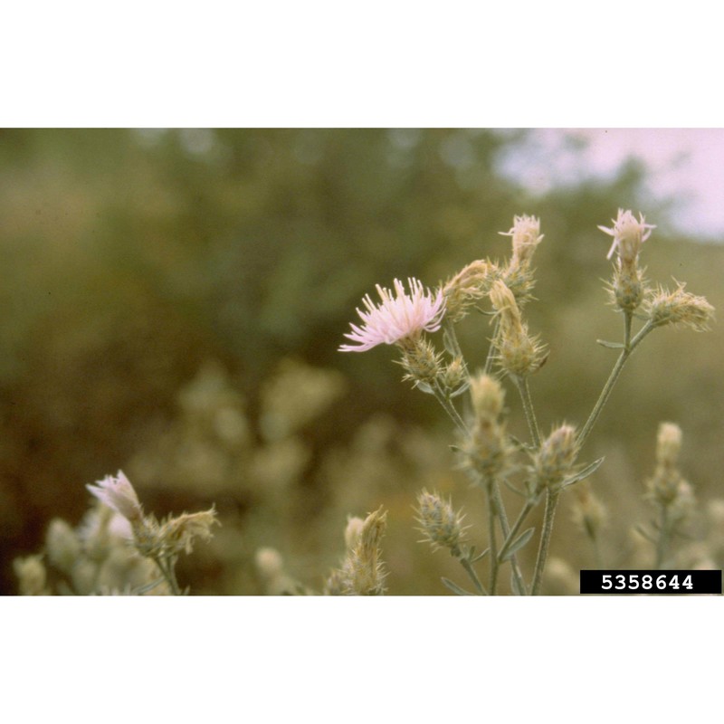 centaurea diffusa lam.