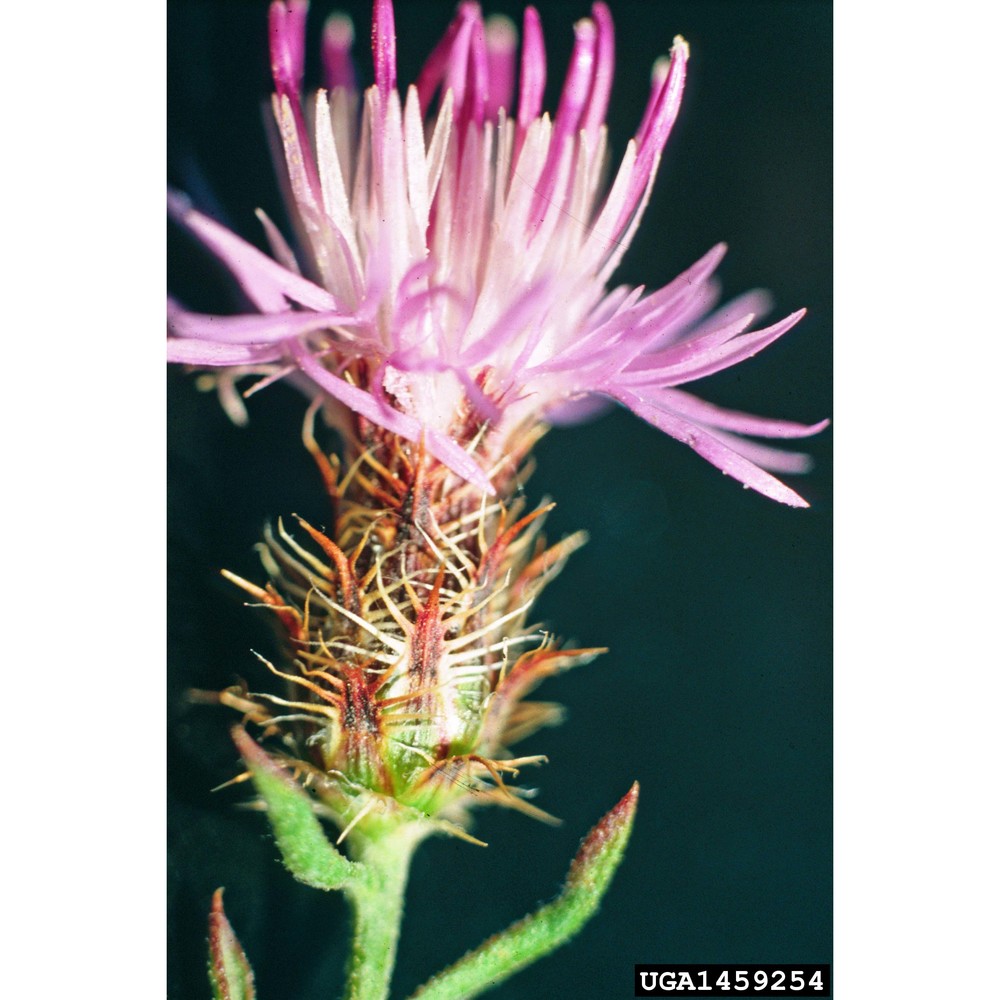 centaurea diffusa lam.