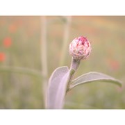 centaurea diluta aiton