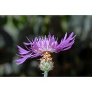 centaurea diluta aiton