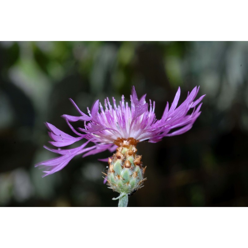 centaurea diluta aiton