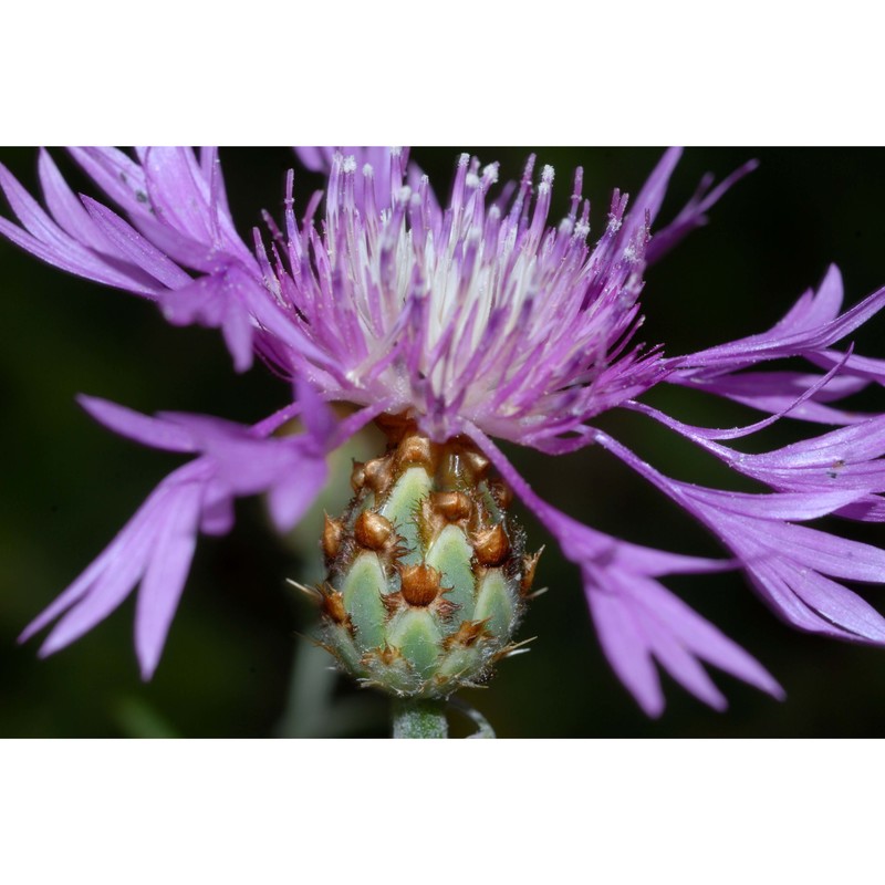 centaurea diluta aiton