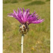 centaurea diomedea gasp.