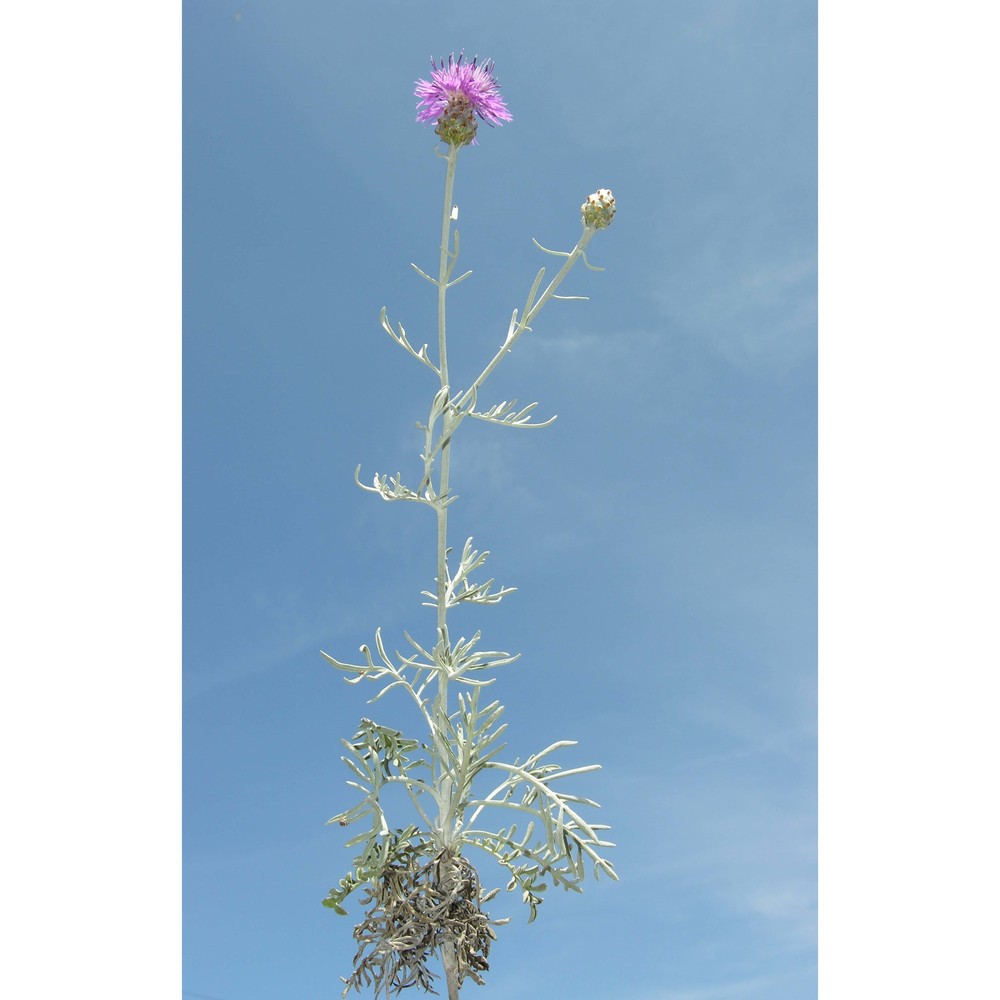 centaurea diomedea gasp.