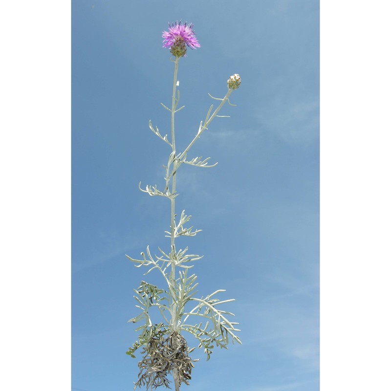 centaurea diomedea gasp.